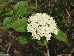 Attēlu rezultāti vaicājumam “Viburnum lantana  flower”
