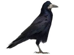 Attēlu rezultāti vaicājumam “Corvus frugilegus”