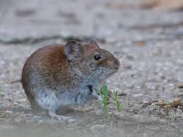 Attēlu rezultāti vaicājumam “Myodes glareolus”