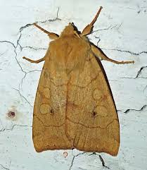 Attēlu rezultāti vaicājumam “Enargia paleacea”