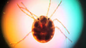 Attēlu rezultāti vaicājumam “Hydrachna”