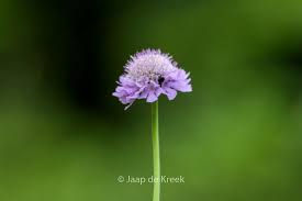 Image result for Knautia arvensis