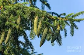 Attēlu rezultāti vaicājumam “Picea abies fruit”