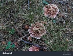 Attēlu rezultāti vaicājumam “Hydnellum aurantiacum”