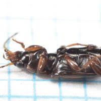 Attēlu rezultāti vaicājumam “Acupalpus flavicollis”