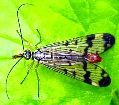 Attēlu rezultāti vaicājumam “Panorpa communis imago”