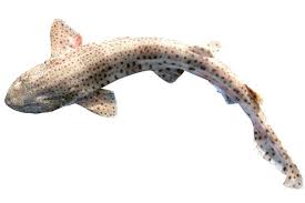 Image result for Scyliorhinus canicula