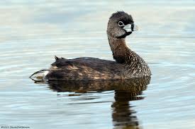 Image result for Podilymbus podiceps