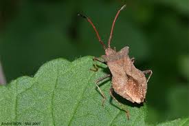 Attēlu rezultāti vaicājumam “Coreus marginatus imago”