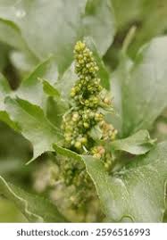 Attēlu rezultāti vaicājumam “Mercurialis perennis flower”