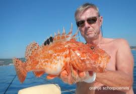 Image result for Scorpaena scrofa