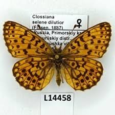 Attēlu rezultāti vaicājumam “Clossiana selene”