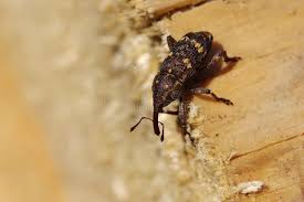 Attēlu rezultāti vaicājumam “Pissodes piniphilus”