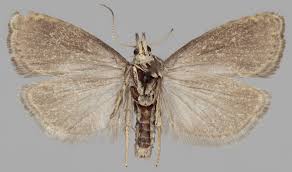 Attēlu rezultāti vaicājumam “Dichrorampha simpliciana”