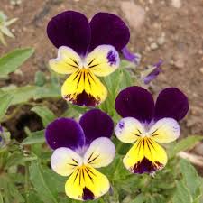 Attēlu rezultāti vaicājumam “Viola tricolor subsp. matutina flower”