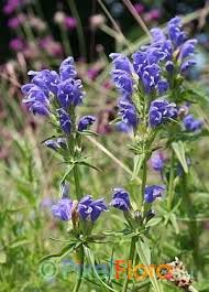 Attēlu rezultāti vaicājumam “Dracocephalum ruyschiana”