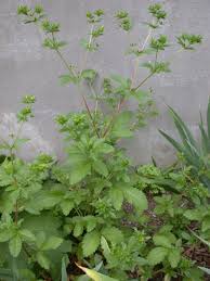 Attēlu rezultāti vaicājumam “Potentilla norvegica leaf”