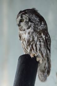 Image result for Aegolius funereus