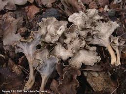 Attēlu rezultāti vaicājumam “Pseudocraterellus sinuosus”