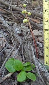 Attēlu rezultāti vaicājumam “Pyrola chlorantha”