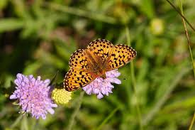 Attēlu rezultāti vaicājumam “Boloria titania”