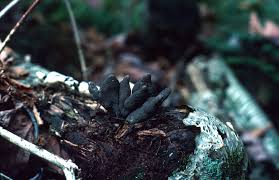 Attēlu rezultāti vaicājumam “Diderma rufostriatum spores”