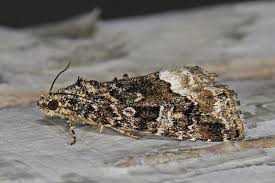 Attēlu rezultāti vaicājumam “Protodeltote pygarga”