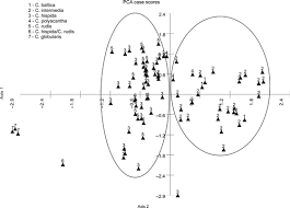 Attēlu rezultāti vaicājumam “Chara polyacantha”