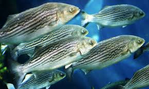 Image result for Morone saxatilis