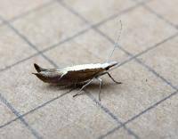 Attēlu rezultāti vaicājumam “Ypsolopha dentella”