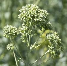 Attēlu rezultāti vaicājumam “Thalictrum flavum bud”