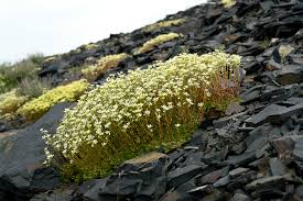 Image result for Steinbrech