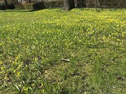 Attēlu rezultāti vaicājumam “Gagea lutea bud”