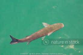 Image result for Chelon labrosus