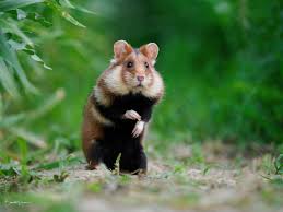 Afbeeldingsresultaat voor hamsters