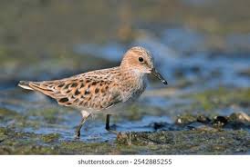 Attēlu rezultāti vaicājumam “Calidris minuta”