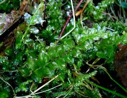 Attēlu rezultāti vaicājumam “Plagiomnium affine”