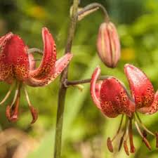 Image result for Lilium martagon `Chameleon`