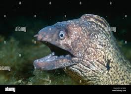 Image result for Muraena helena