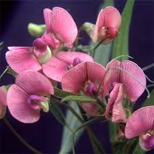 Attēlu rezultāti vaicājumam “Lathyrus sylvestris flower”