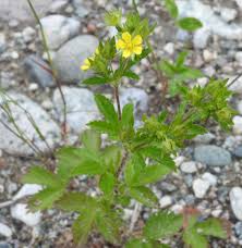 Attēlu rezultāti vaicājumam “Potentilla norvegica flower”