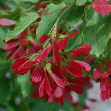 Attēlu rezultāti vaicājumam “Acer tataricum”