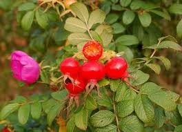 Attēlu rezultāti vaicājumam “Rosa majalis fruit”
