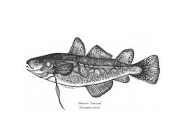 Image result for Microgadus tomcod