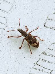 Attēlu rezultāti vaicājumam “Polydrusus tereticollis”