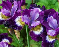 Attēlu rezultāti vaicājumam “Iris sibirica leaf”