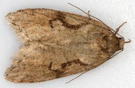 Attēlu rezultāti vaicājumam “Depressariidae”