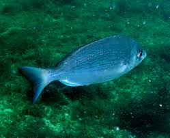 Image result for Spondyliosoma cantharus