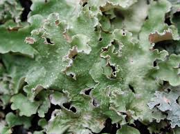 Attēlu rezultāti vaicājumam “Cetrelia olivetorum”