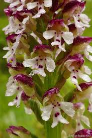 Attēlu rezultāti vaicājumam “Orchis ustulata”